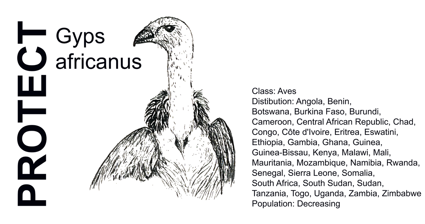 Wildlife Protection Tee - Gyps africanus
