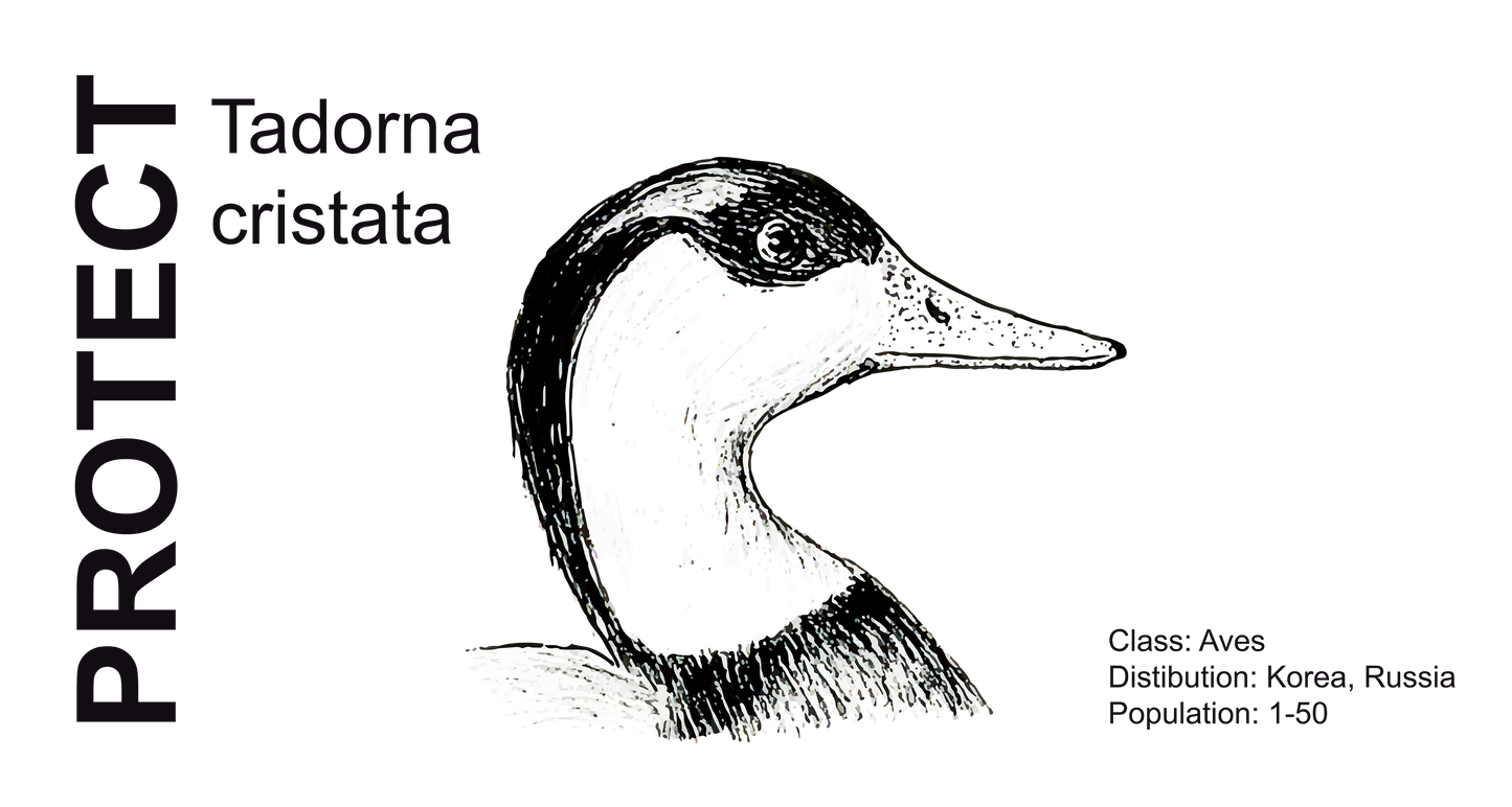Wildlife Protection Tee - Tadorna cristata