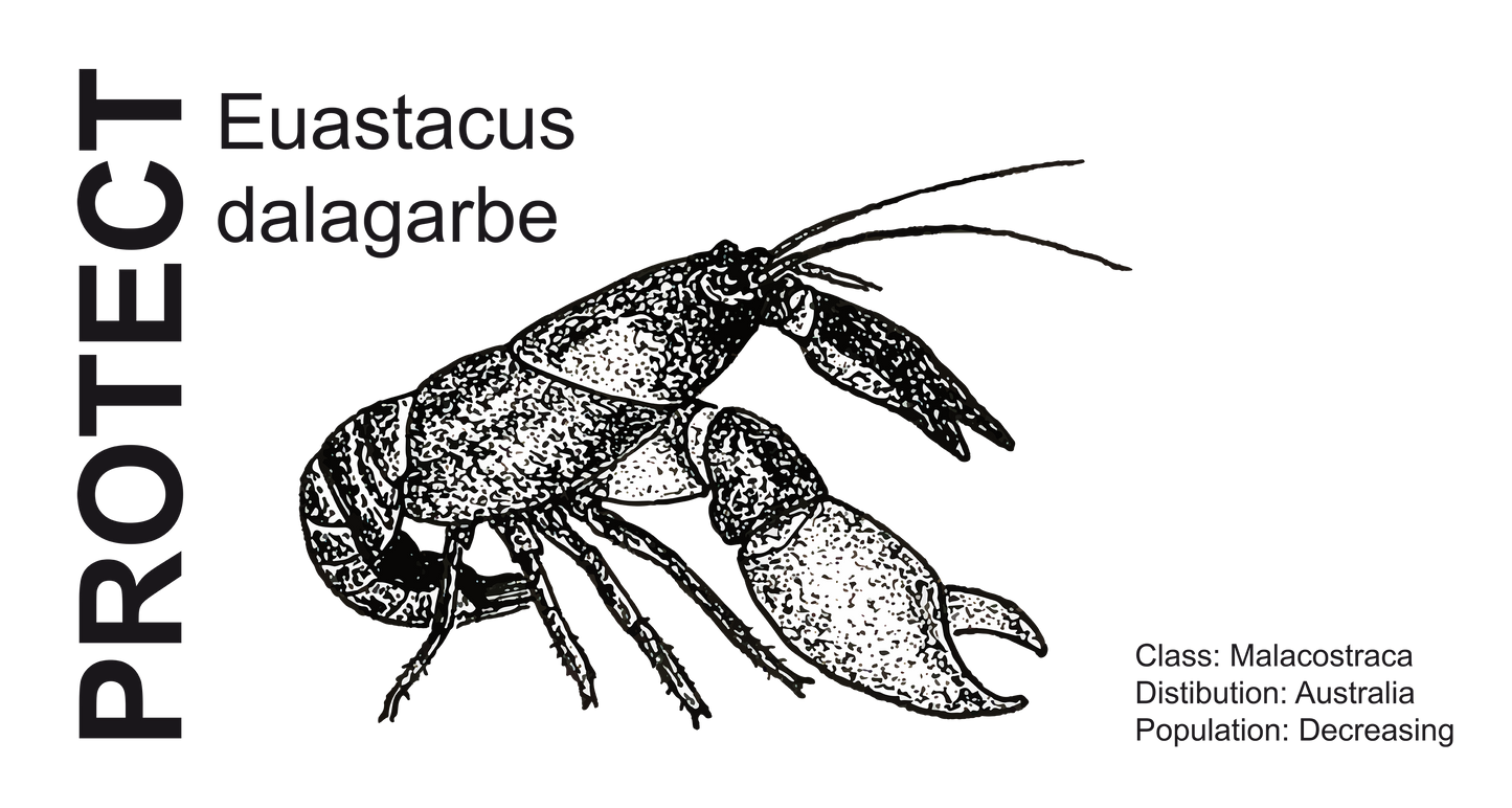 Wildlife Protection Tee - Euastacus dalagarbe