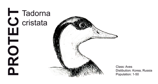 Wildlife Protection Tee - Tadorna cristata
