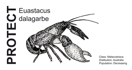 Wildlife Protection Tee - Euastacus dalagarbe