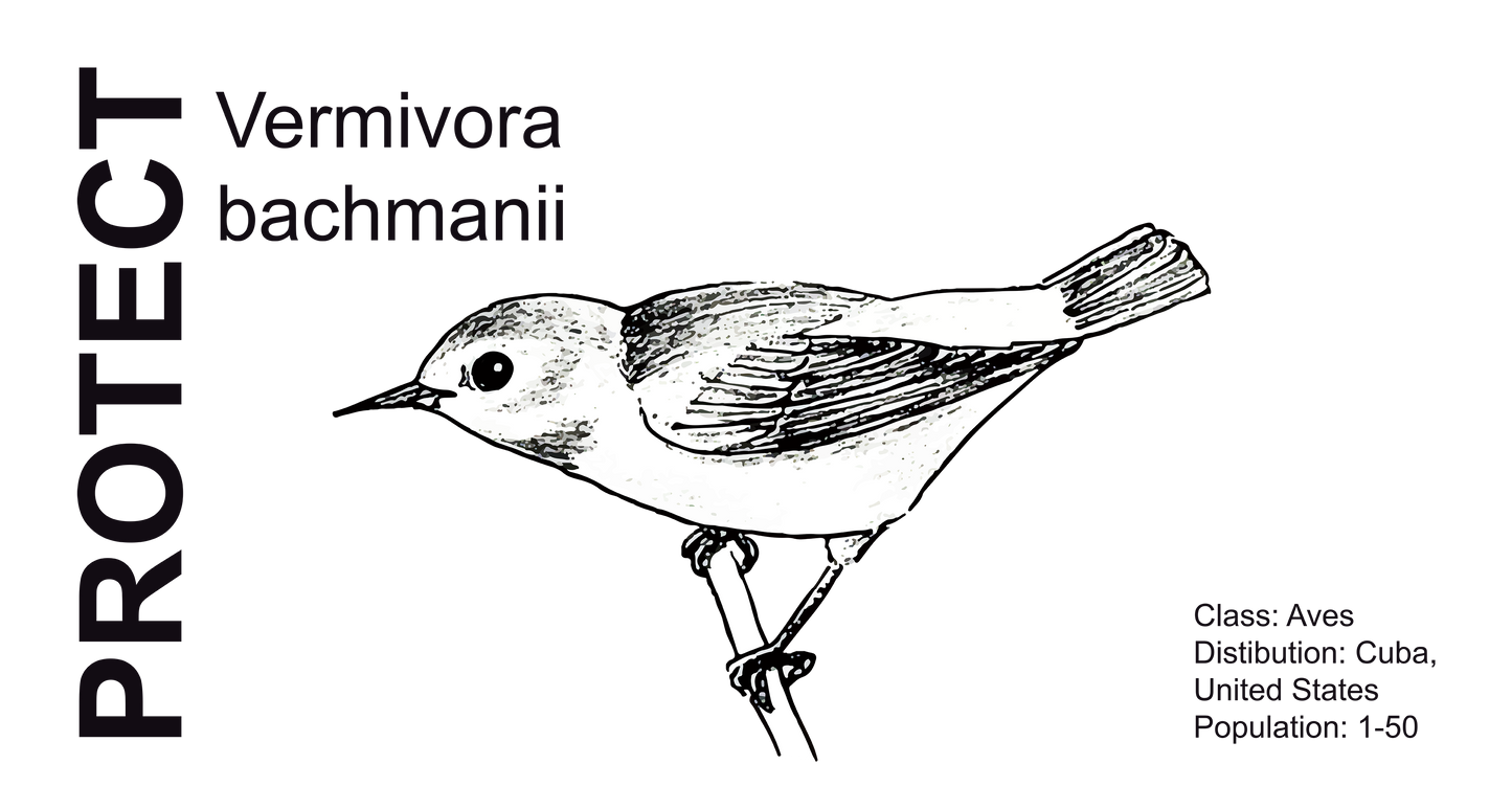 Wildlife Protection Tee - Vermivora bachmanii