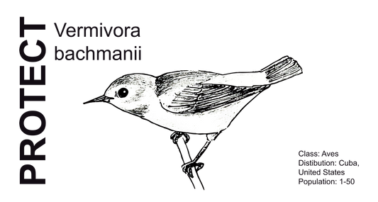 Wildlife Protection Tee - Vermivora bachmanii