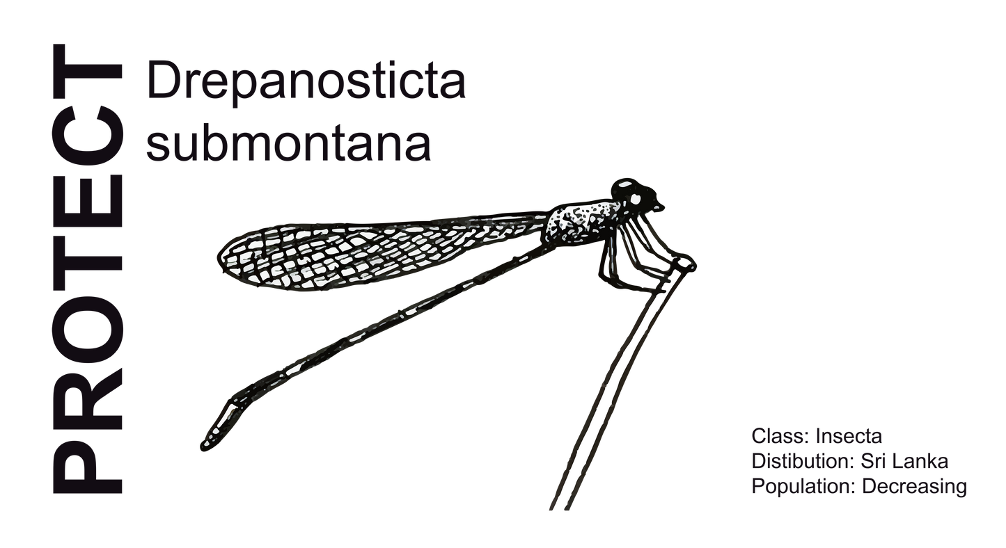 Wildlife Protection Tee - Drepanosticta submontana