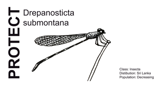 Wildlife Protection Tee - Drepanosticta submontana