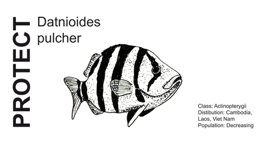Wildlife Protection Tee - Datnioides pulcher